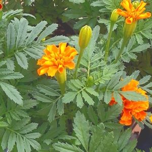 Meet your Posher, Lizeth